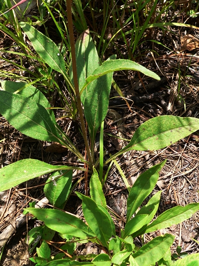 {Helianthus occidentalis}